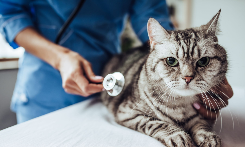 Pet Insurance for Older Cats