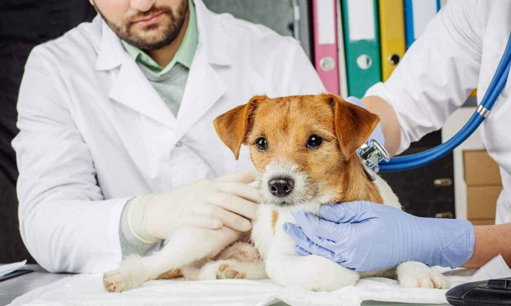 How Long Does It Take for Pet Insurance to Become Active?